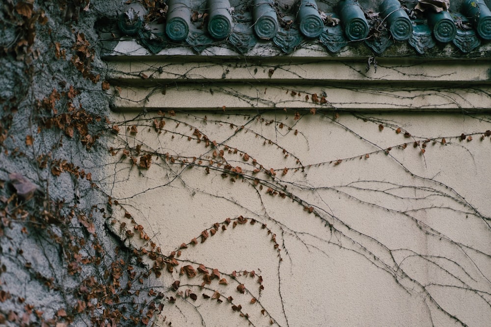 brown vines on white wall
