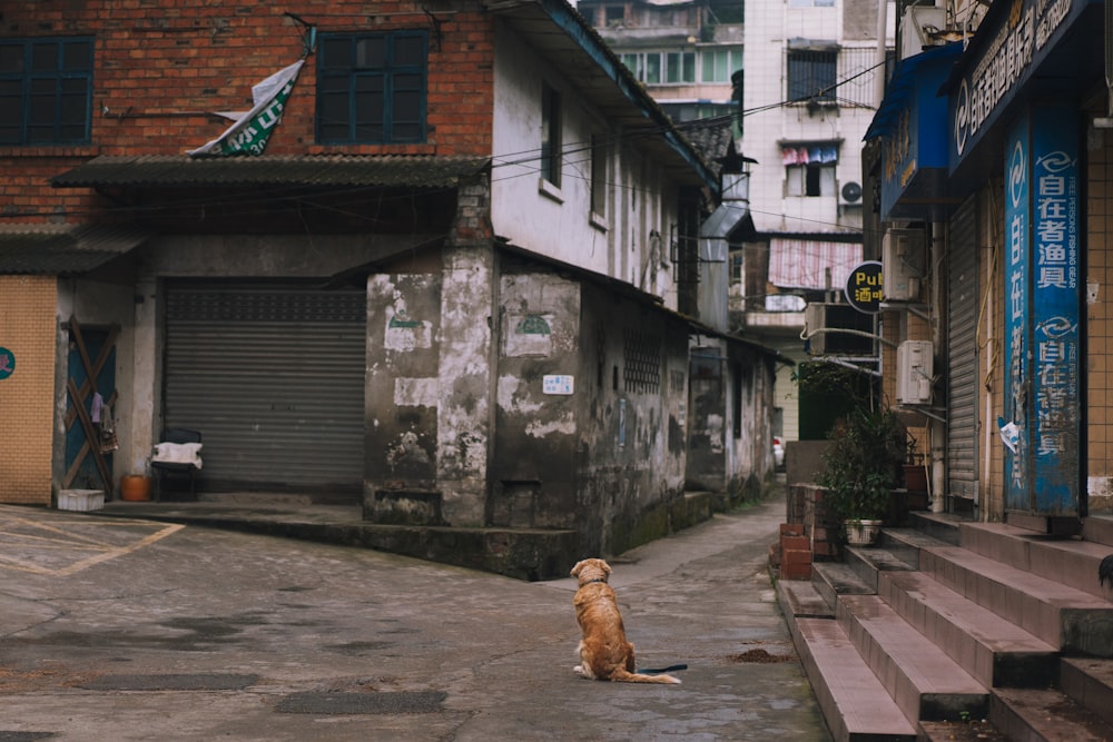 brown short coated dog sitting on brown wooden floor