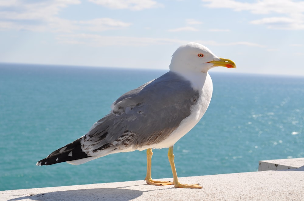 white and gray bird on white concrete surface during daytime