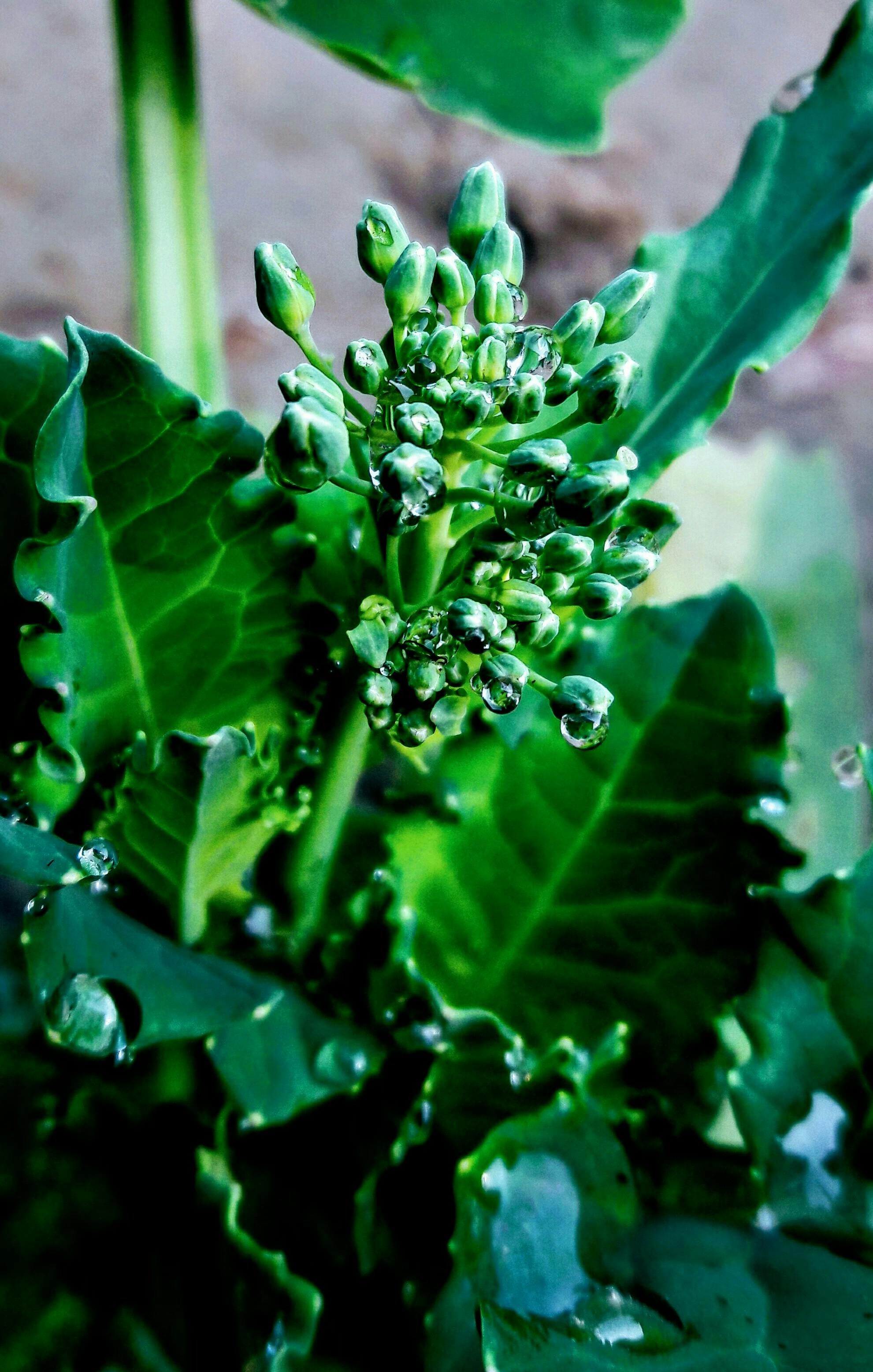 Fleur de CBD Relaxante