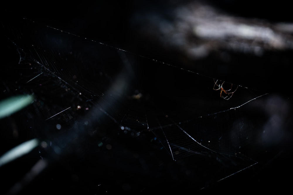 black and brown spider on black surface