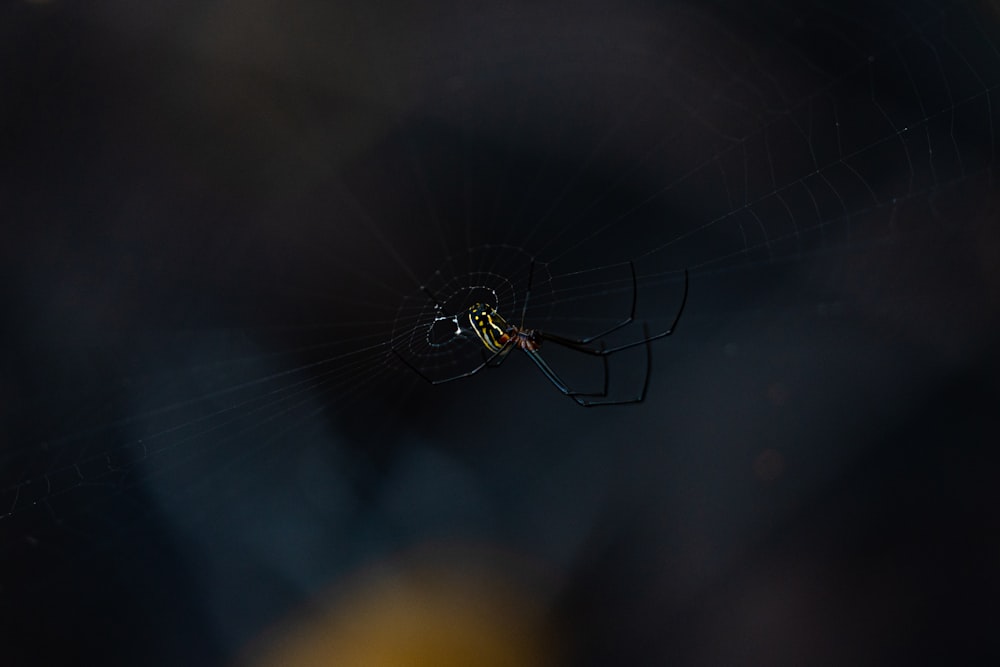 black and yellow spider on web in close up photography