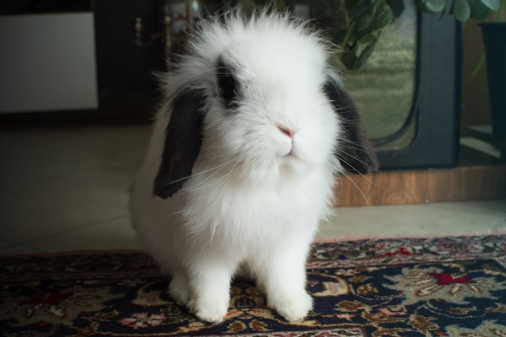 white and black rabbit on brown and black floral area rug