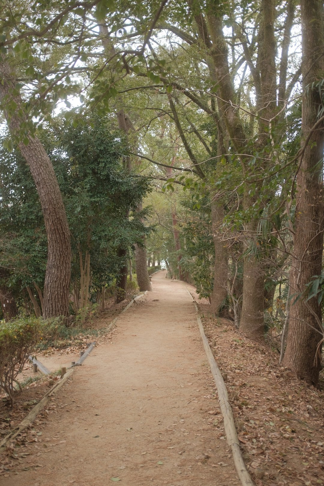 brown pathway between green trees during daytime