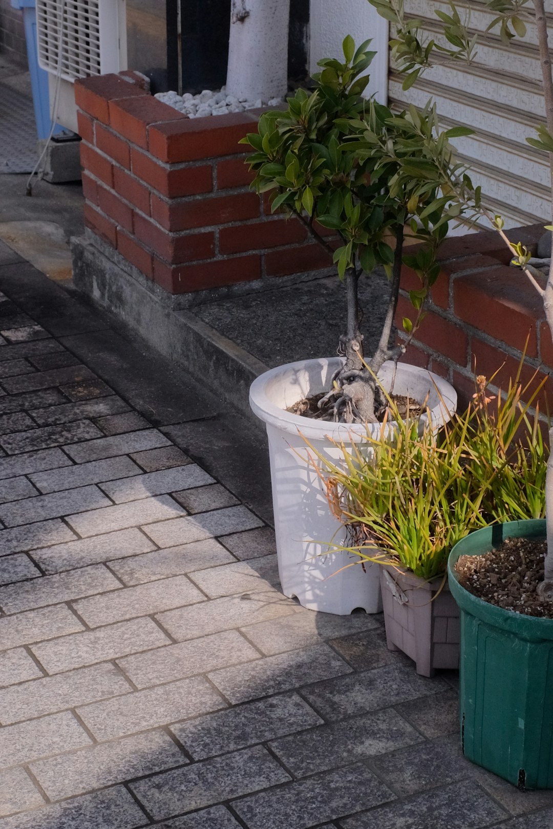 green potted plant on white concrete floor