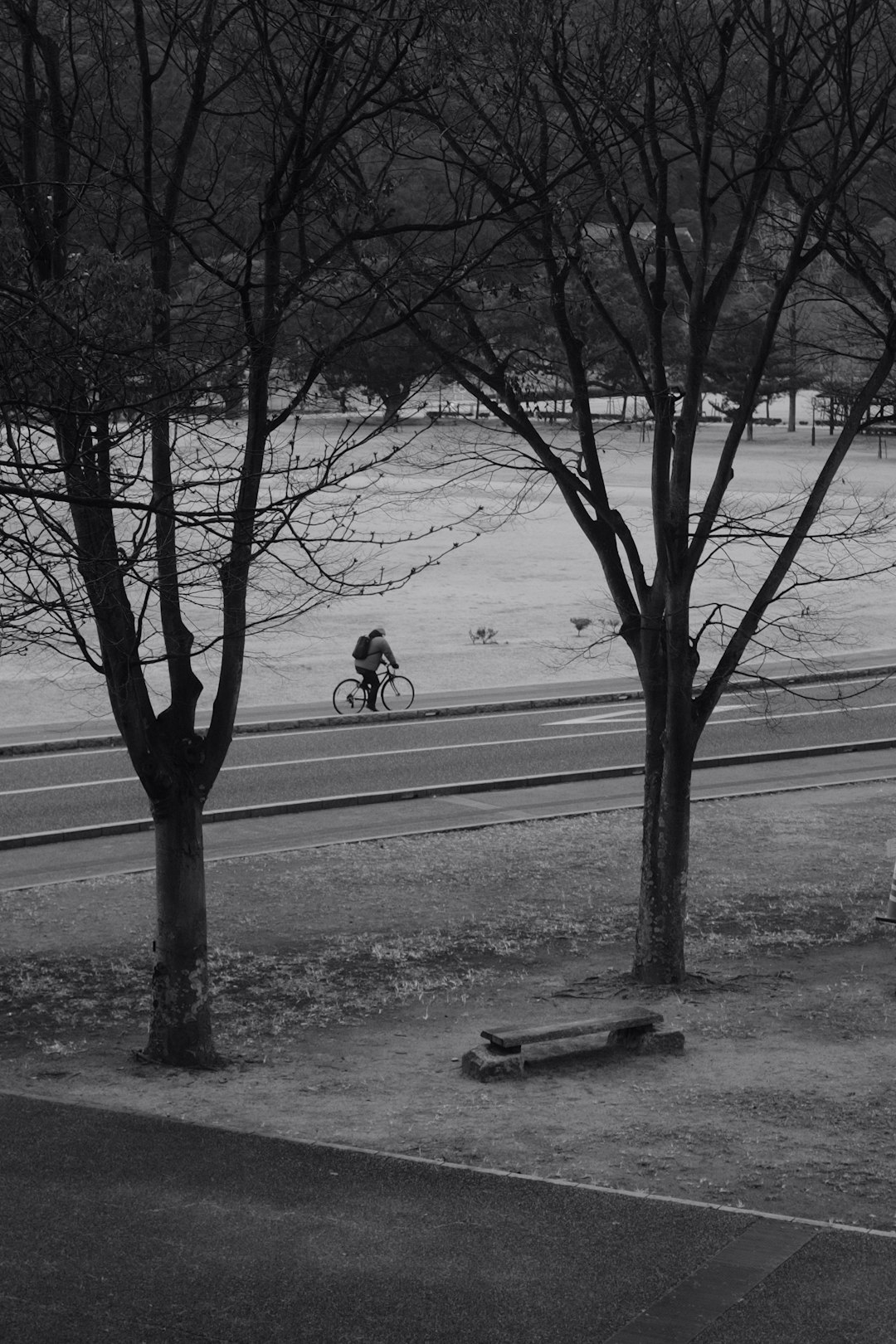 grayscale photo of man riding bicycle near bare tree