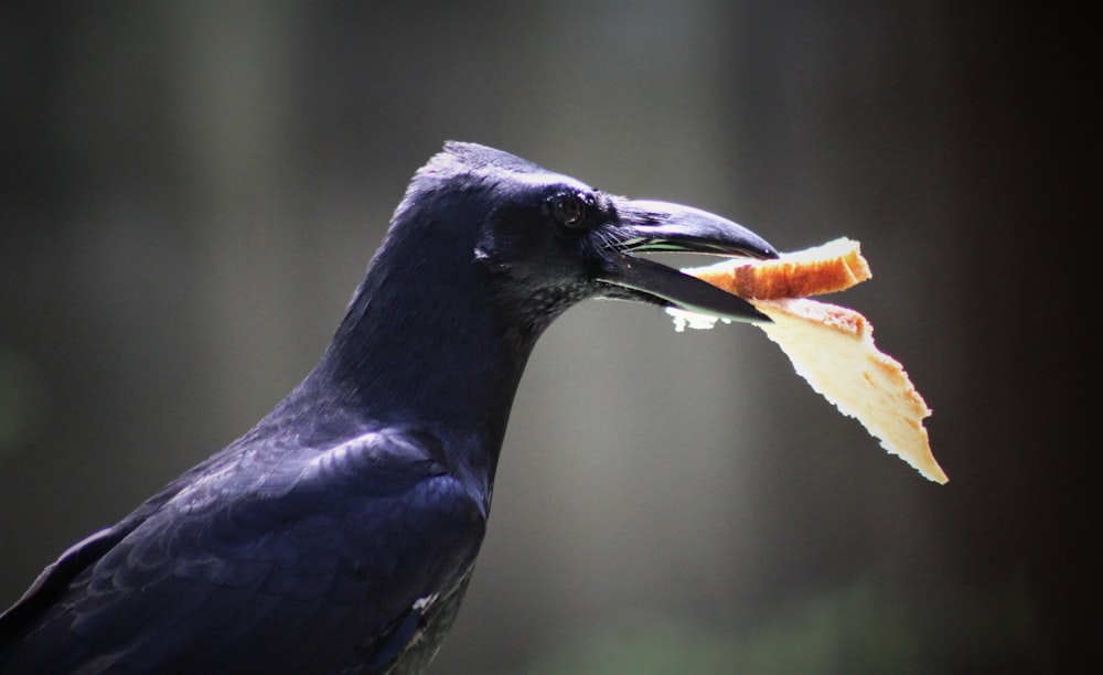 black bird on yellow and white birds beak