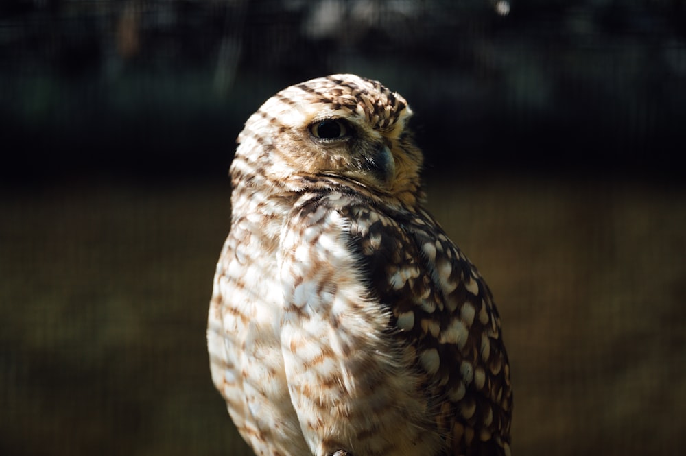 brown and white owl in close up photography