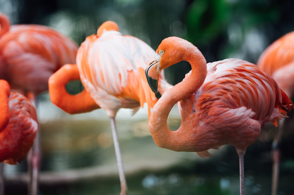 pink flamingos in tilt shift lens