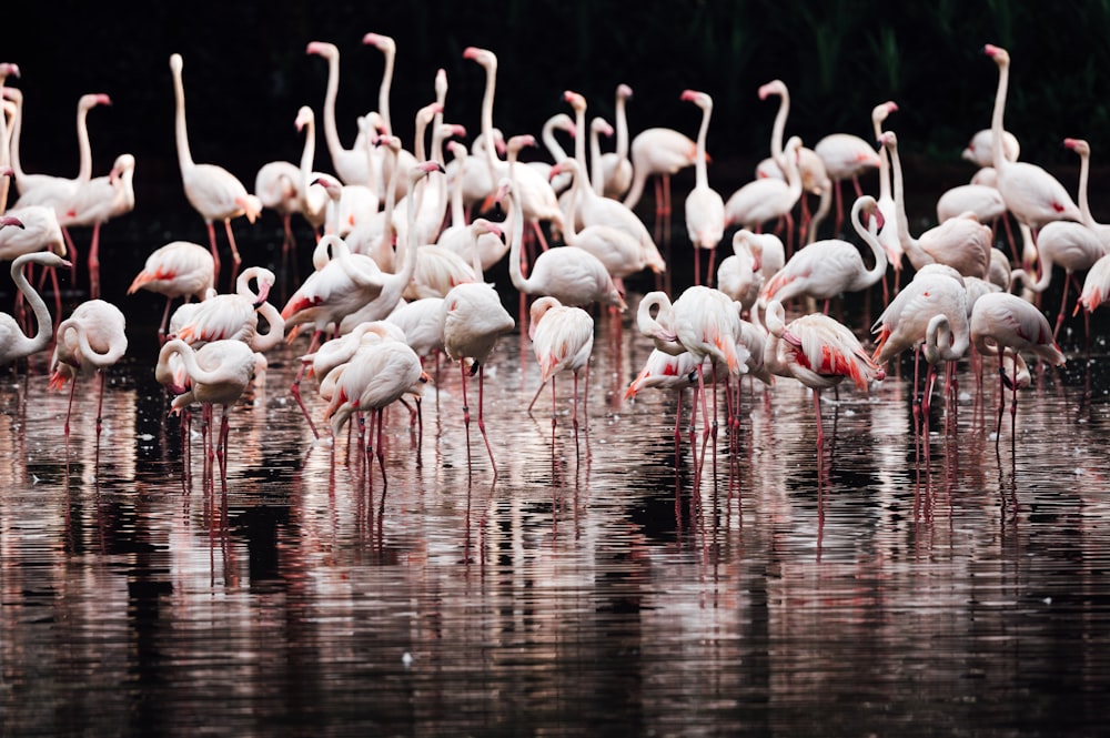 white flamingos on water during daytime