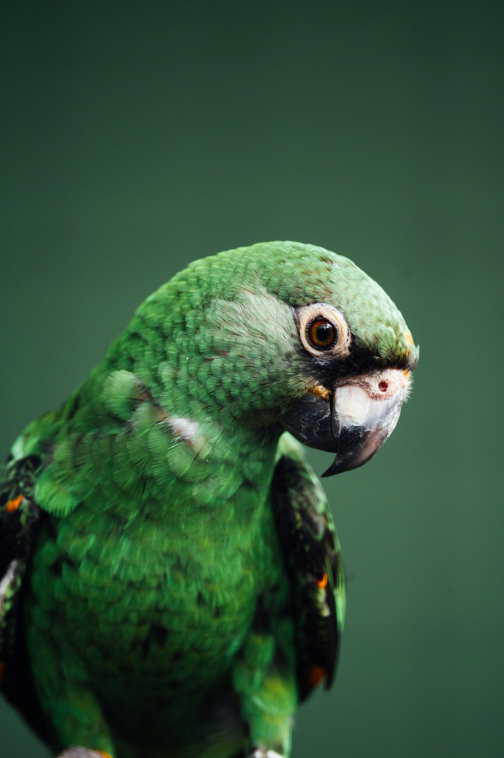 클로즈업 사진의 녹색과 검은 새