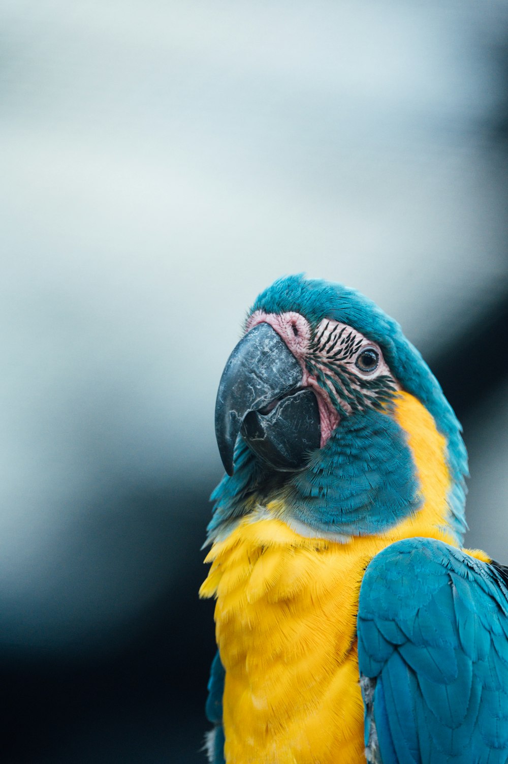 blue yellow and green parrot