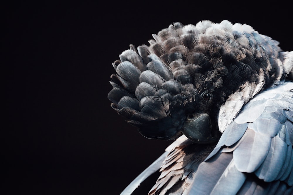 black and white bird with wings