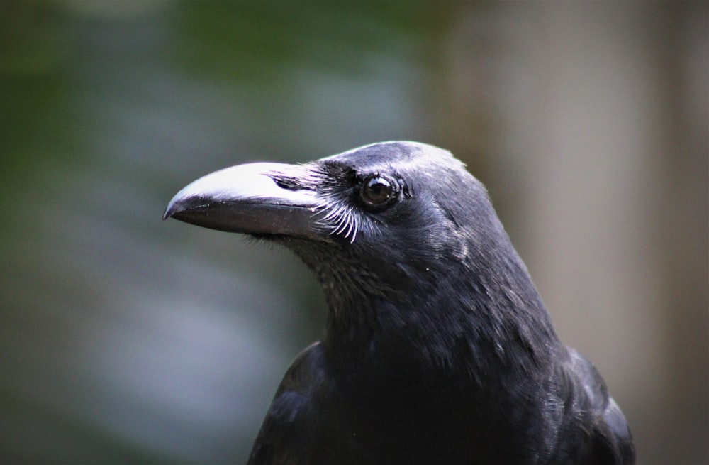 black crow in tilt shift lens