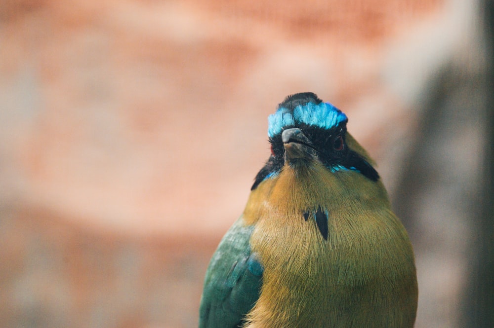 blue yellow and green bird