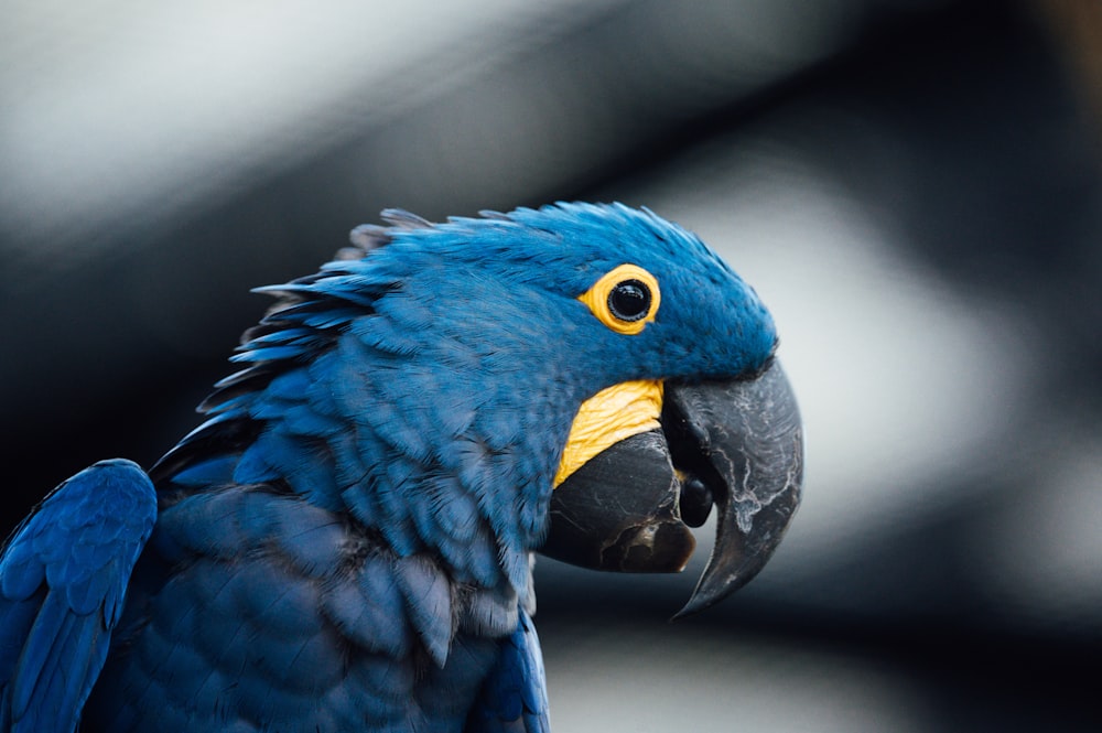 blue and yellow macaw bird