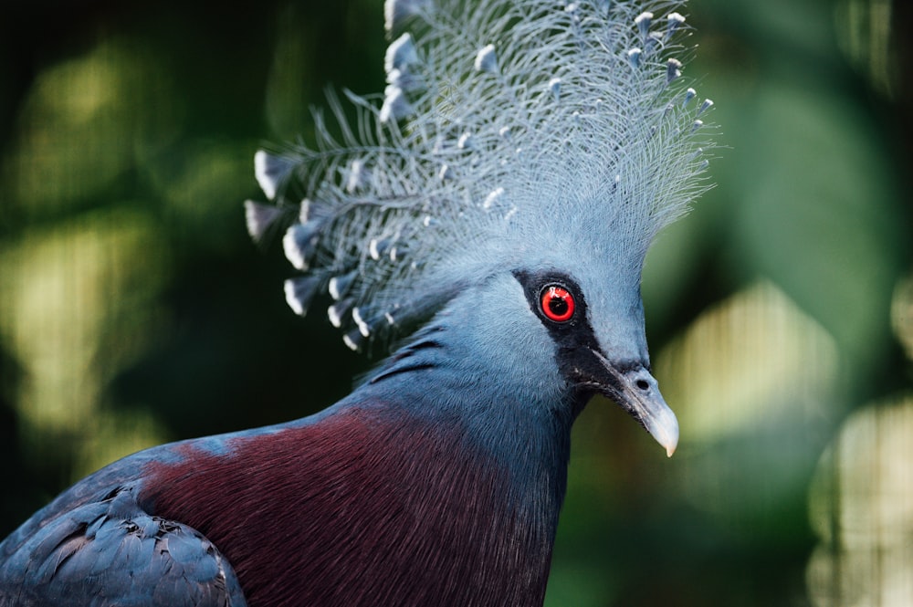 red and blue bird with white wings