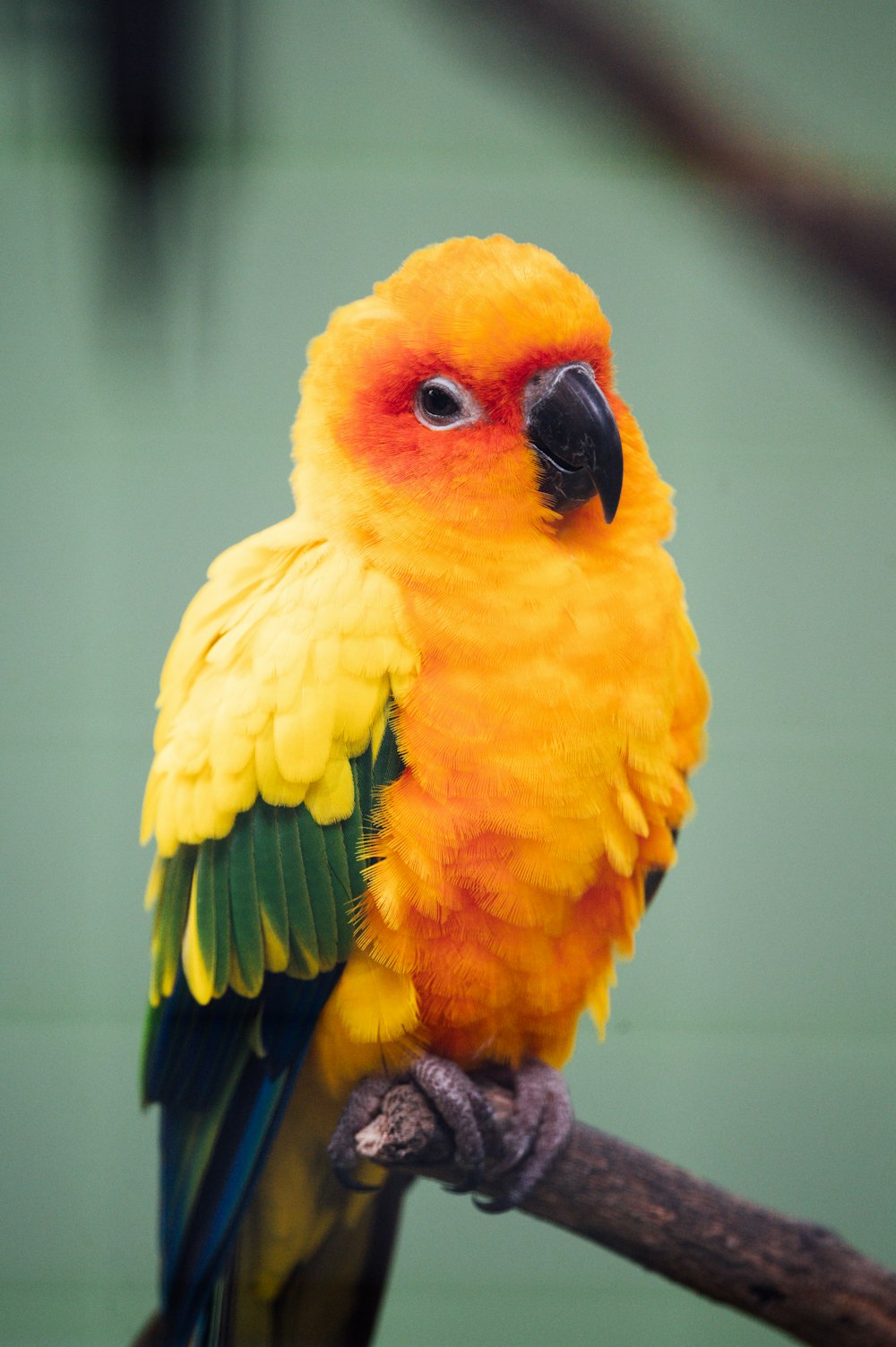 갈색 막대기에 노란색과 녹색 새