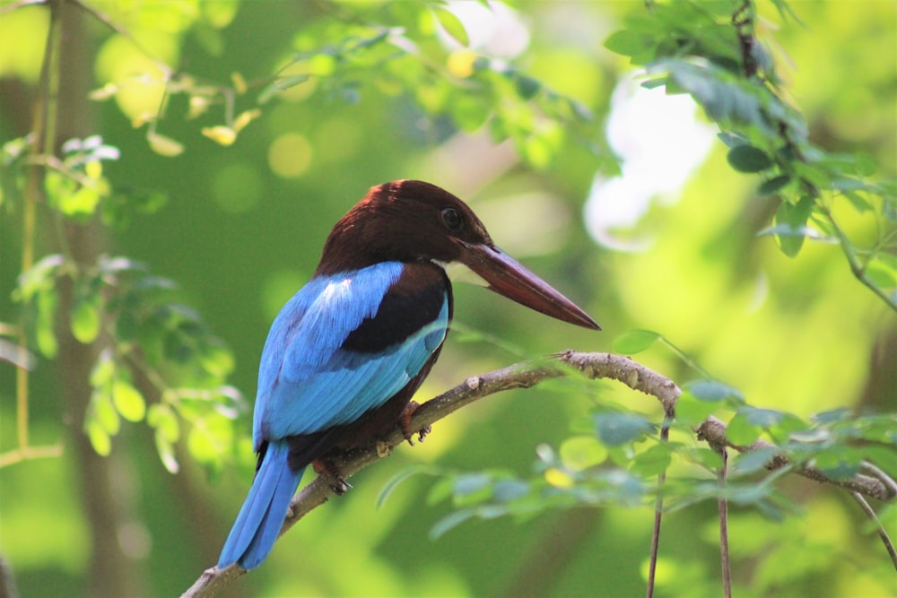 blue and brown bird on tree branch during daytime
