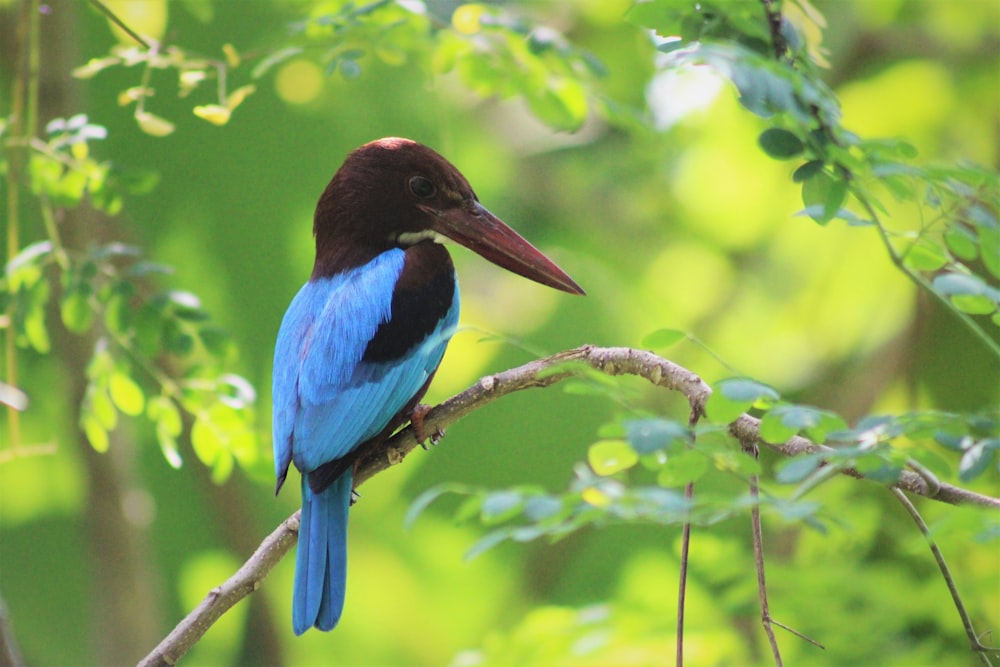 uccello blu e marrone sul ramo dell'albero durante il giorno