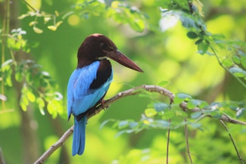 A kingfisher with vibrant blue and brown plumage is perched gracefully on a thin branch, surrounded by lush green foliage.