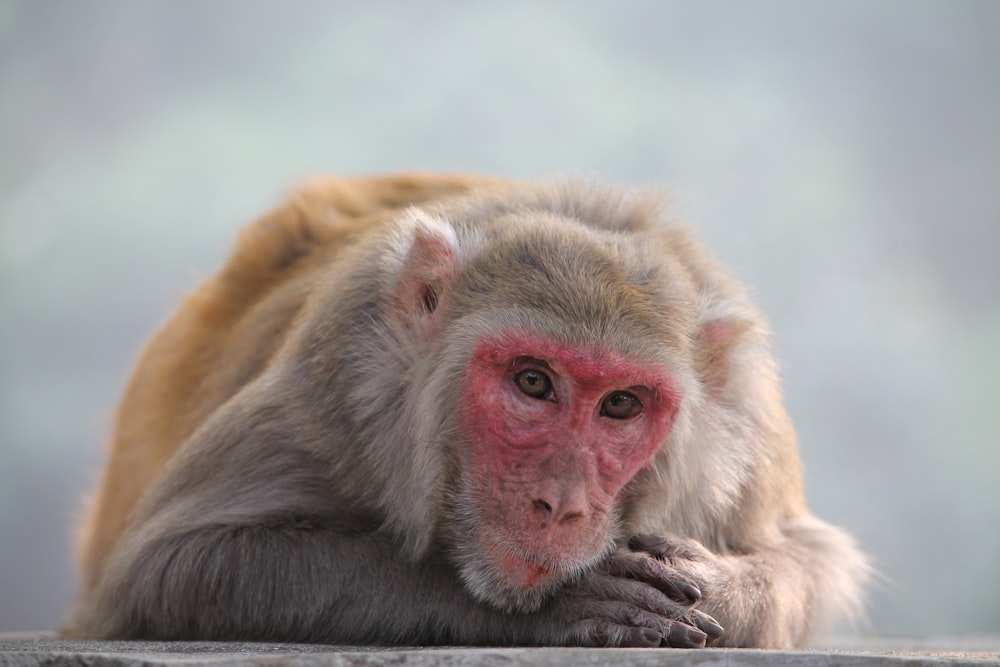 brown monkey in close up photography