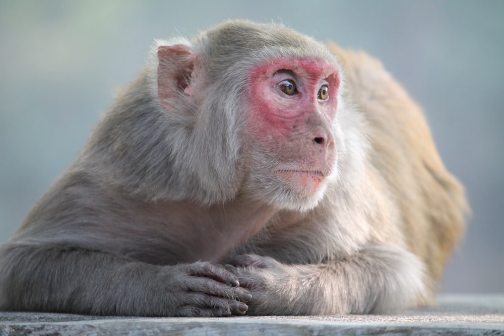 brown monkey on green wall