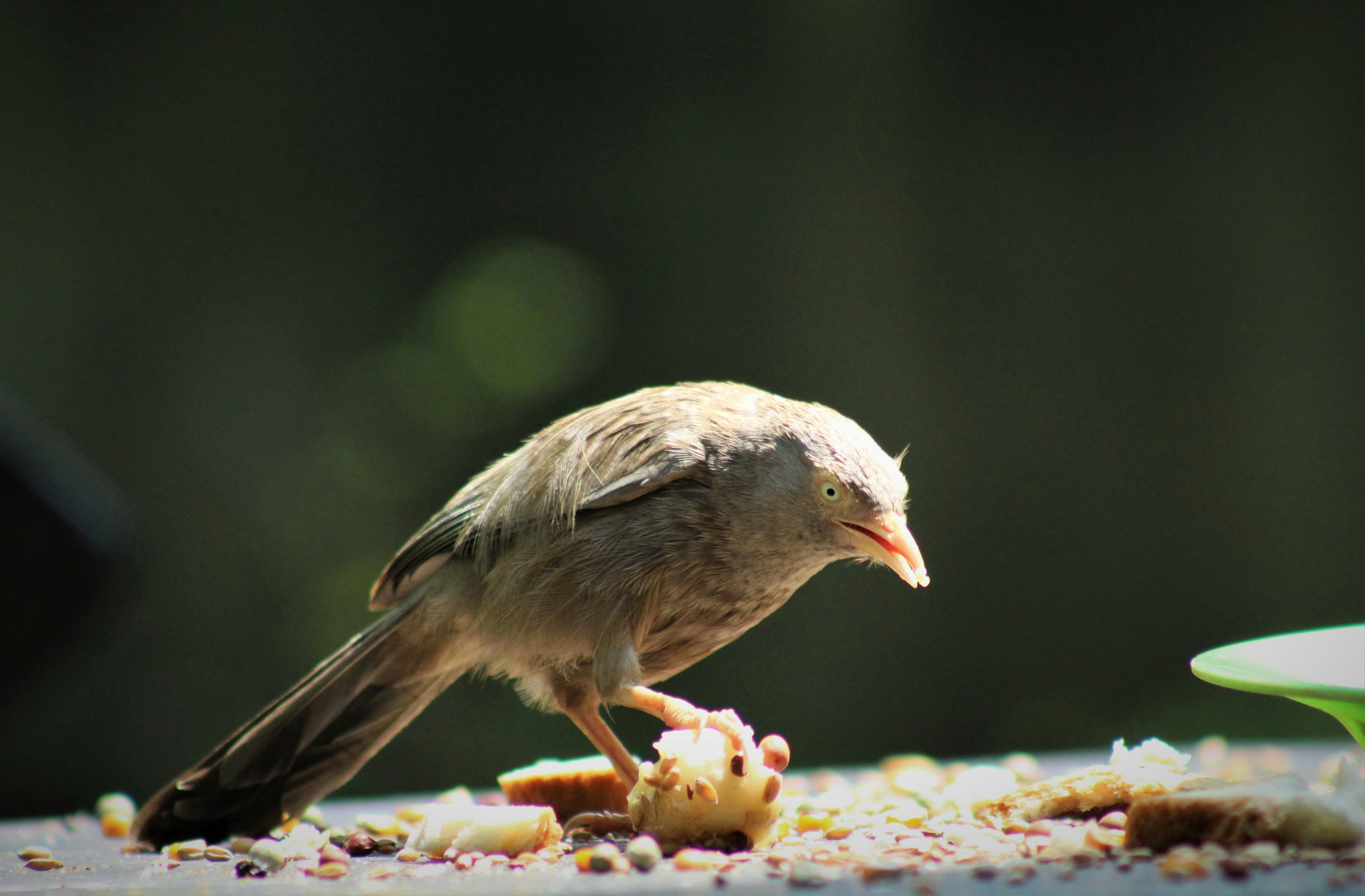Best food for finches and complete nutrition guide for bird owners