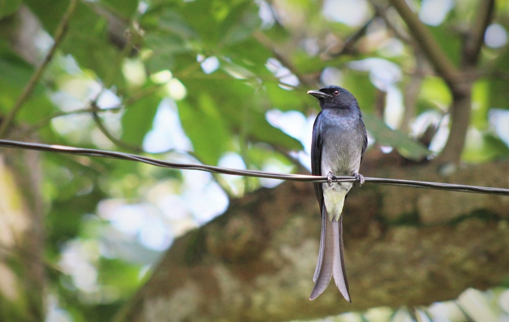black and gray bird on tree branch