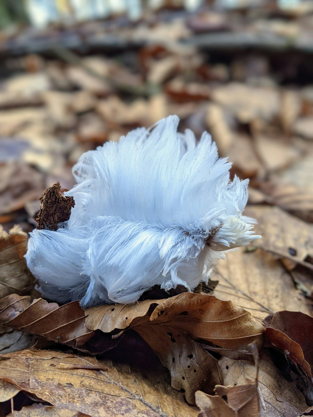 white feather on brown dried leaves