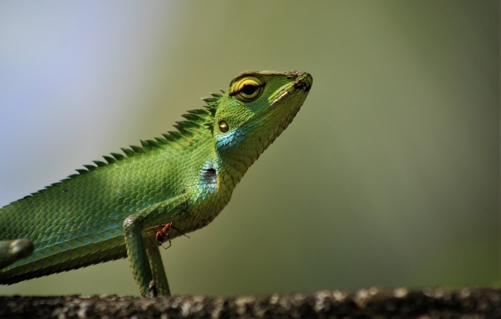 green and white lizard on brown wood