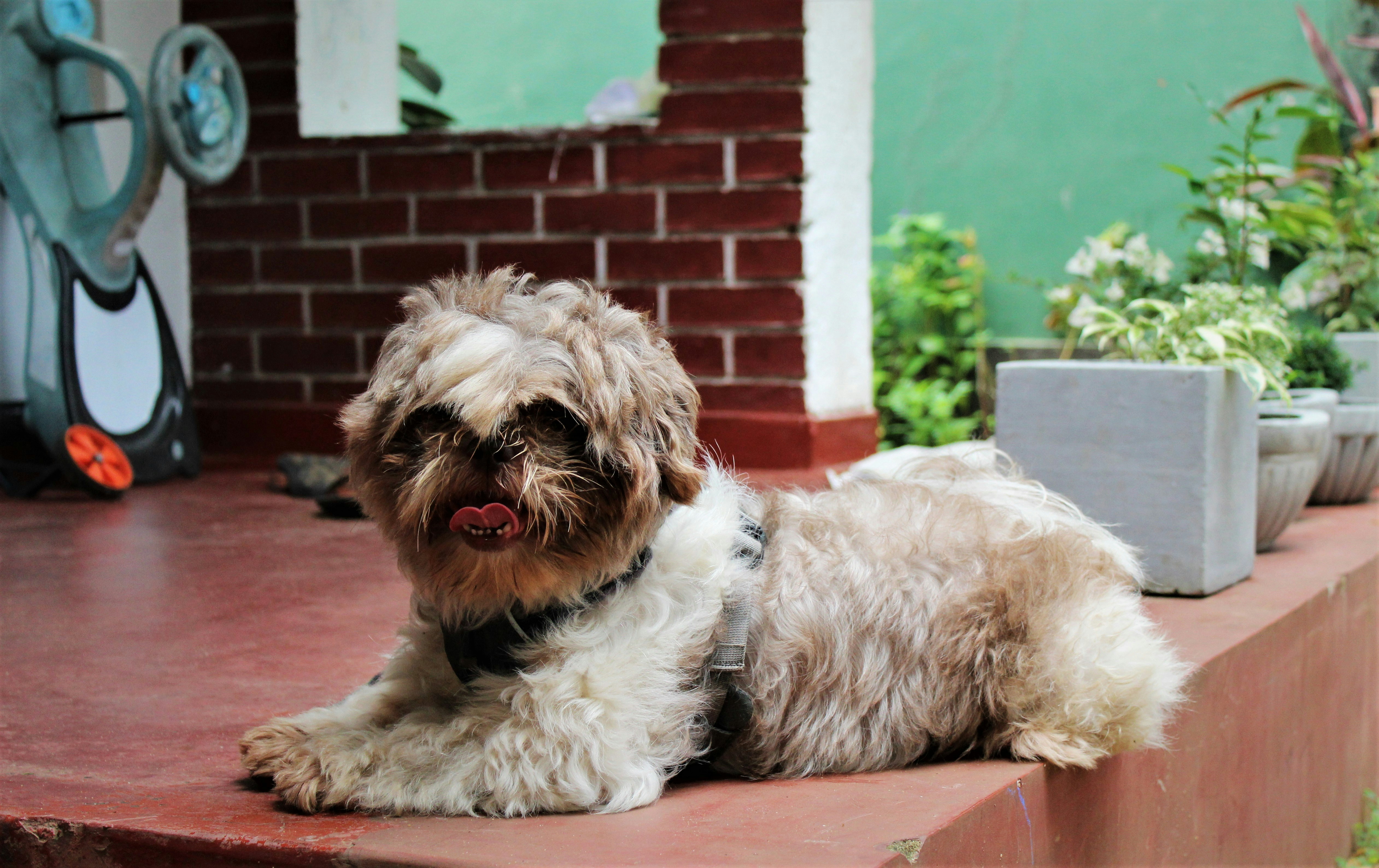 white and brown long coated small dog lying on red floor