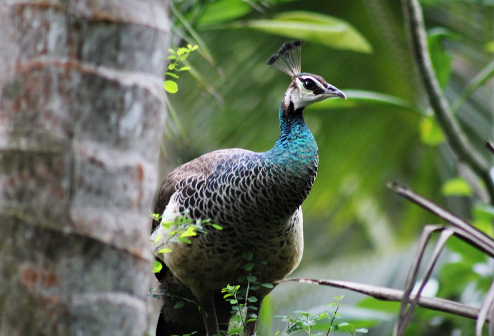 blue and green peacock on brown tree branch during daytime