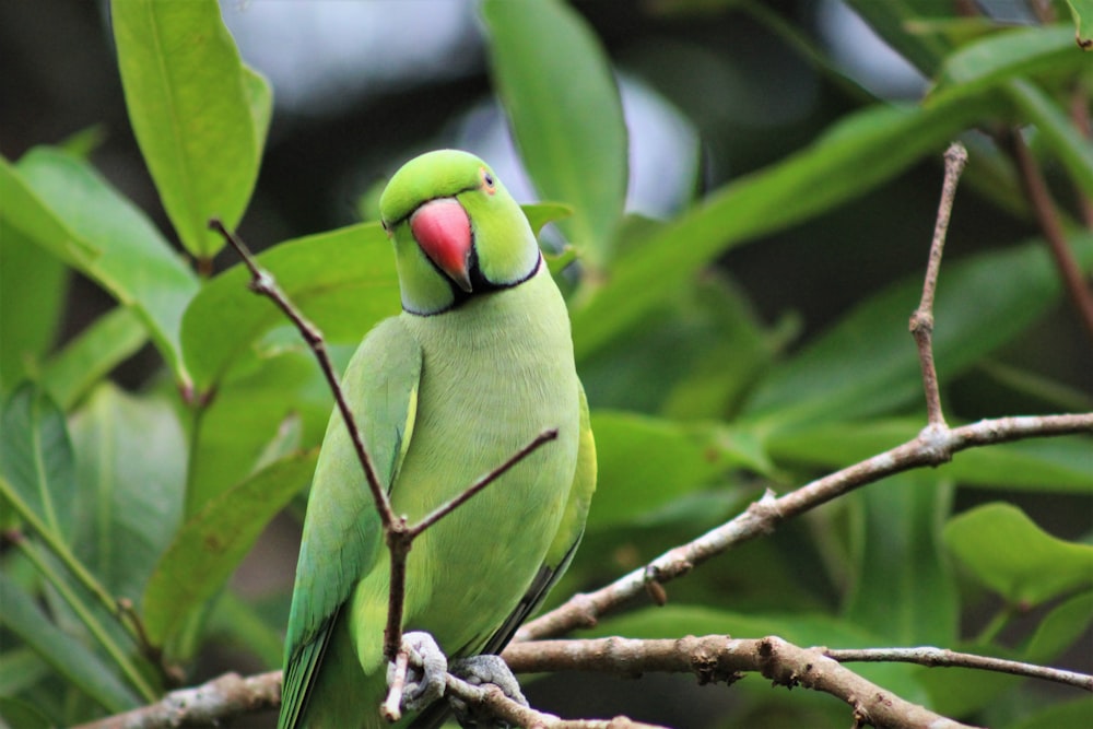 green bird on brown tree branch during daytime