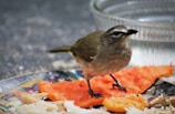 A small brown bird perches on a colorful plate that contains pieces of fruit and bread. There is a clear dish filled with water beside the plate, indicating it might be a feeding area for birds. The bird appears to be looking at the camera, adding a lively element to the image.
