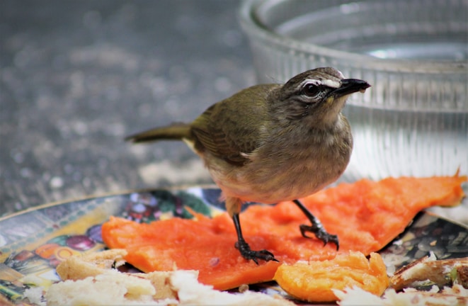 A small brown bird perches on a colorful plate that contains pieces of fruit and bread. There is a clear dish filled with water beside the plate, indicating it might be a feeding area for birds. The bird appears to be looking at the camera, adding a lively element to the image.