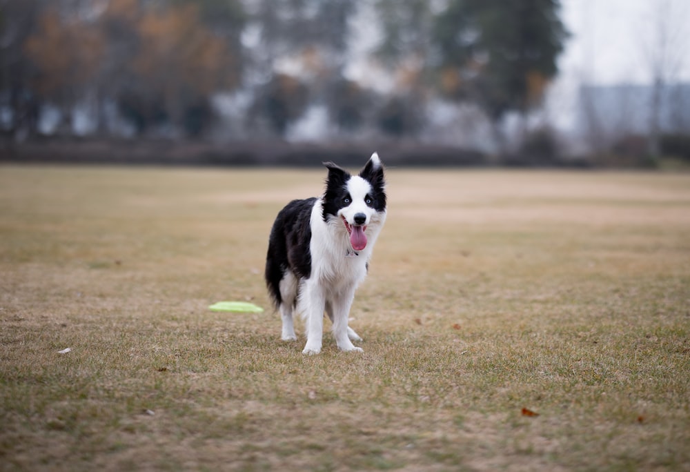 black and white border collie running on green grass field during daytime