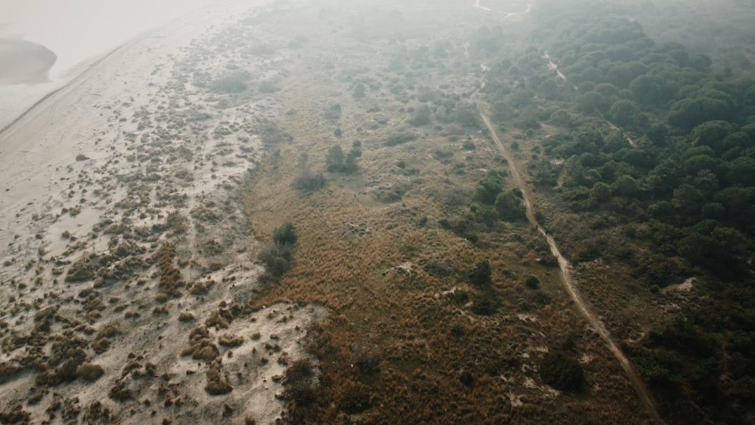 green trees on brown soil during daytime