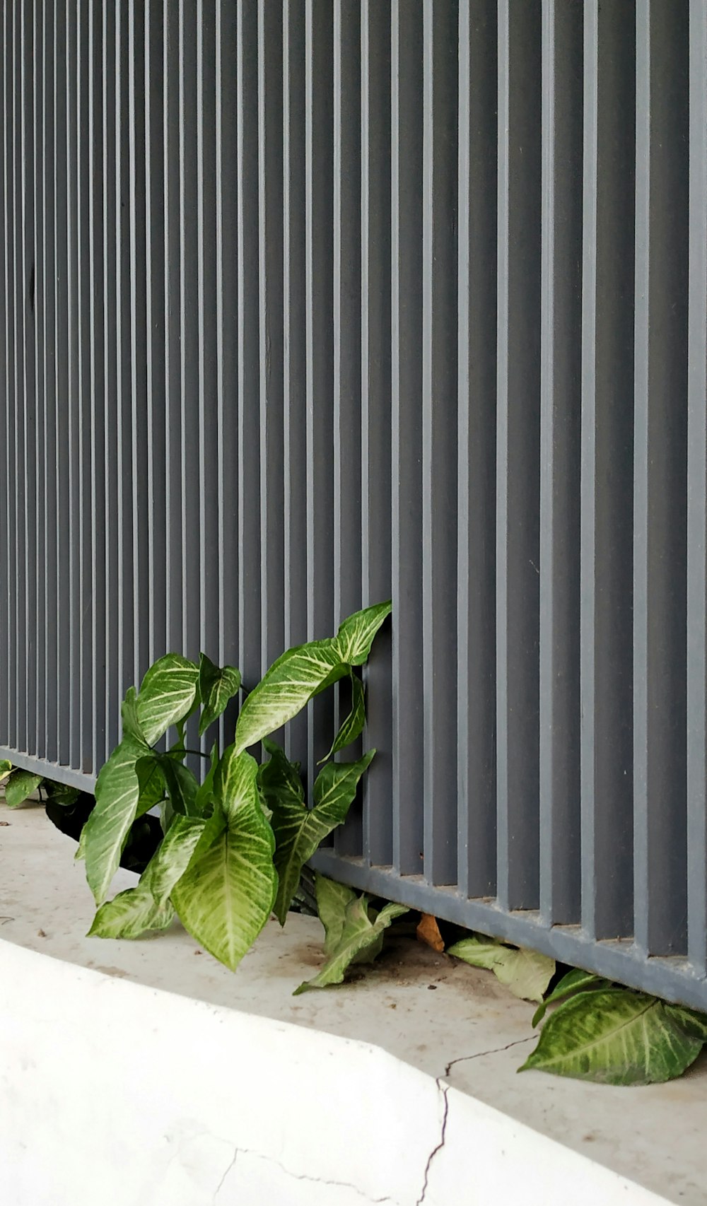 green plant beside white wall