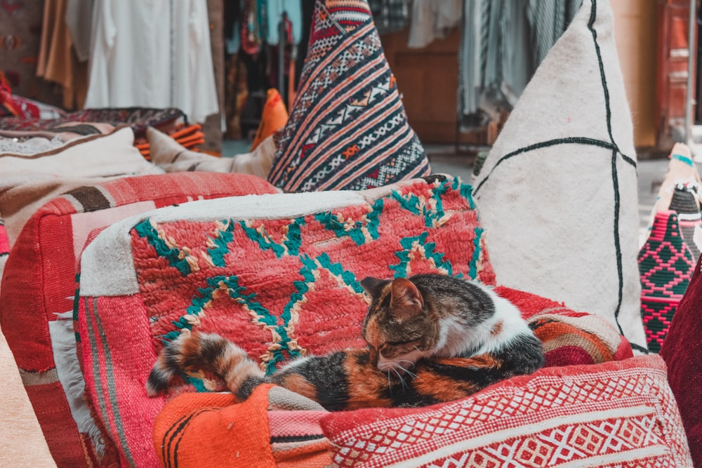 brown black and white cat lying on white and red textile