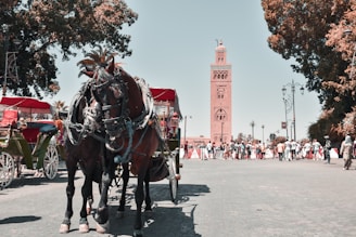people riding horses on road during daytime