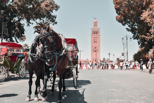 people riding horses on road during daytime in Koutoubia Minaret Morocco