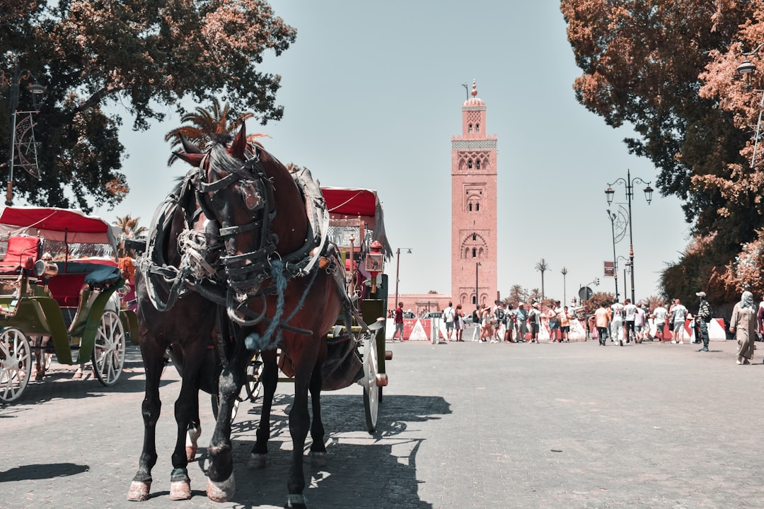people riding horses on road during daytime, 
