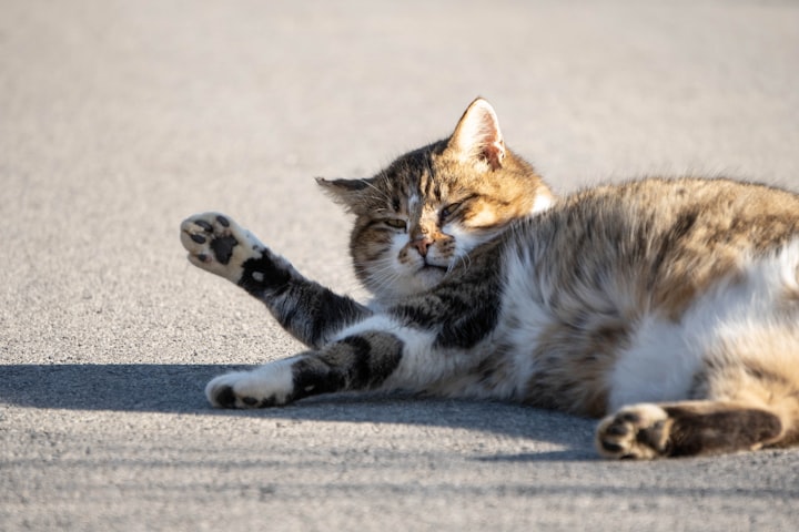 A Fat Lazy Cat Who Talks! Please Be Aware!