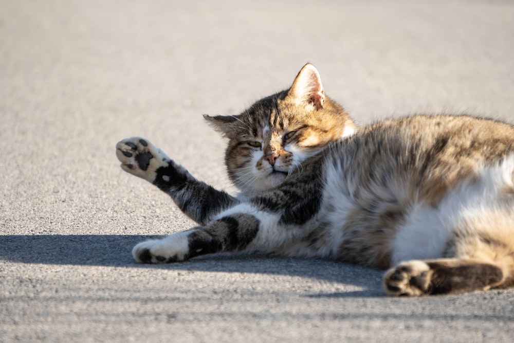 brown tabby cat lying on gray concrete floor