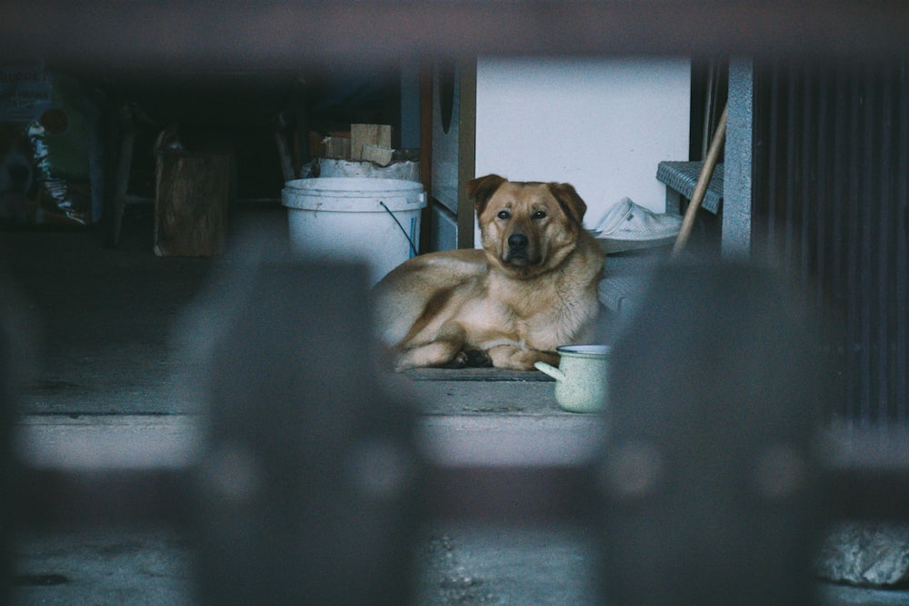 brown short coated dog lying on floor