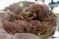 A cozy sugar glider nest with natural bedding and toys, highlighting a safe home environment.