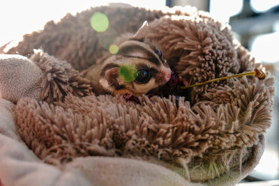 A cozy sugar glider nest with natural bedding and toys, highlighting a safe home environment.