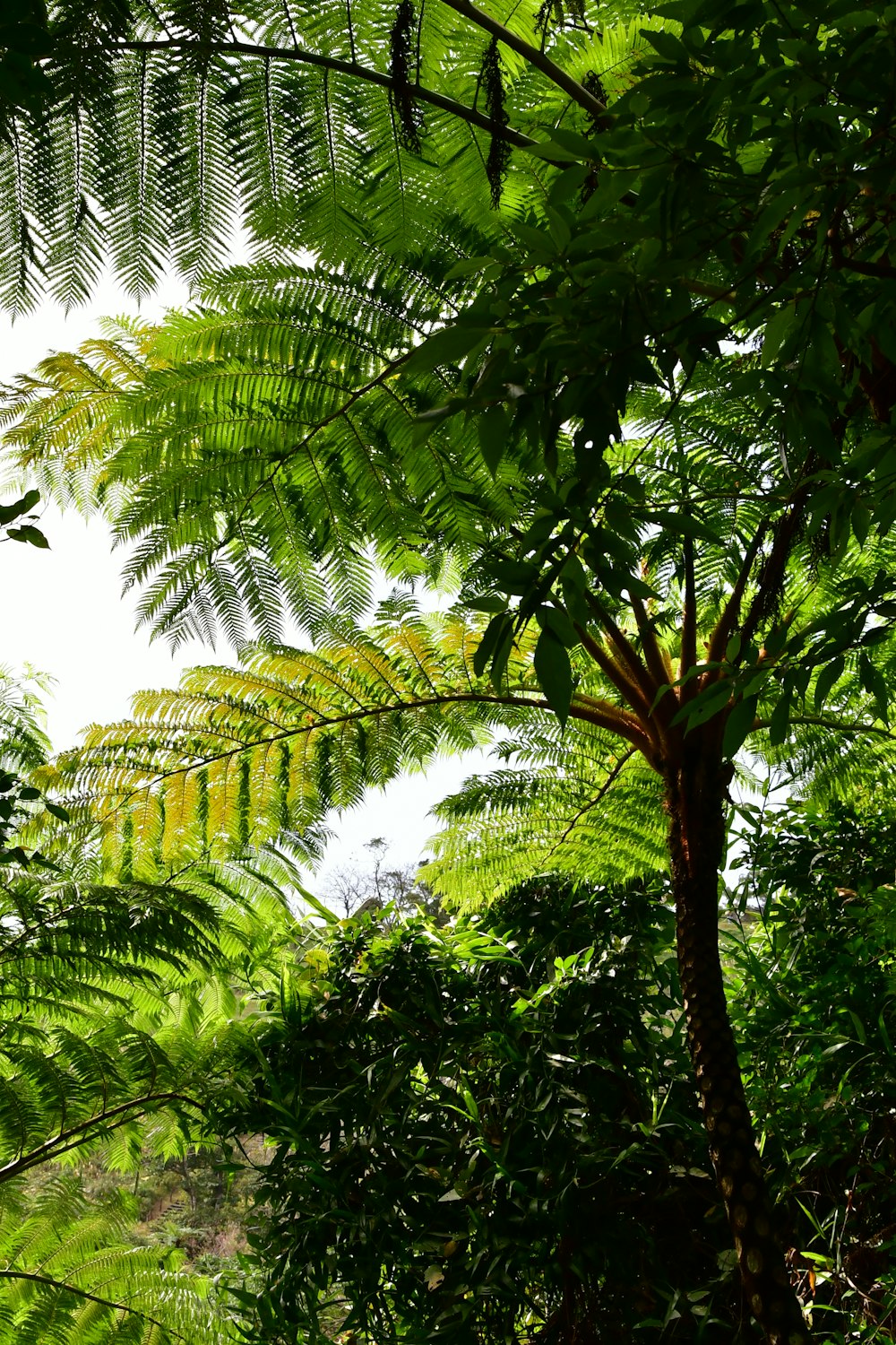 green leaf tree during daytime