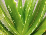 Bright image of fresh aloe vera leaves sliced open showing gel inside.